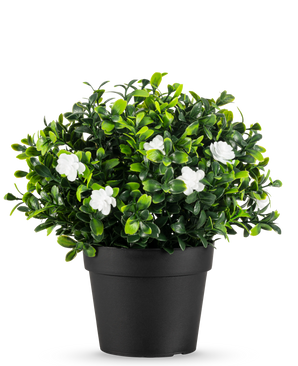 Den konstgjorda växten Pumila i kruka UV 21cm är en liten konstgjord växt med täta gröna blad och fina vita blommor, i en enkel svart kruka mot en vanlig vit bakgrund.