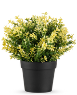 Den konstgjorda växten Buxus gul UV 22 cm UV är en liten krukväxt med täta gröna och gula blad i en enkel svart kruka, mot en vanlig vit bakgrund.