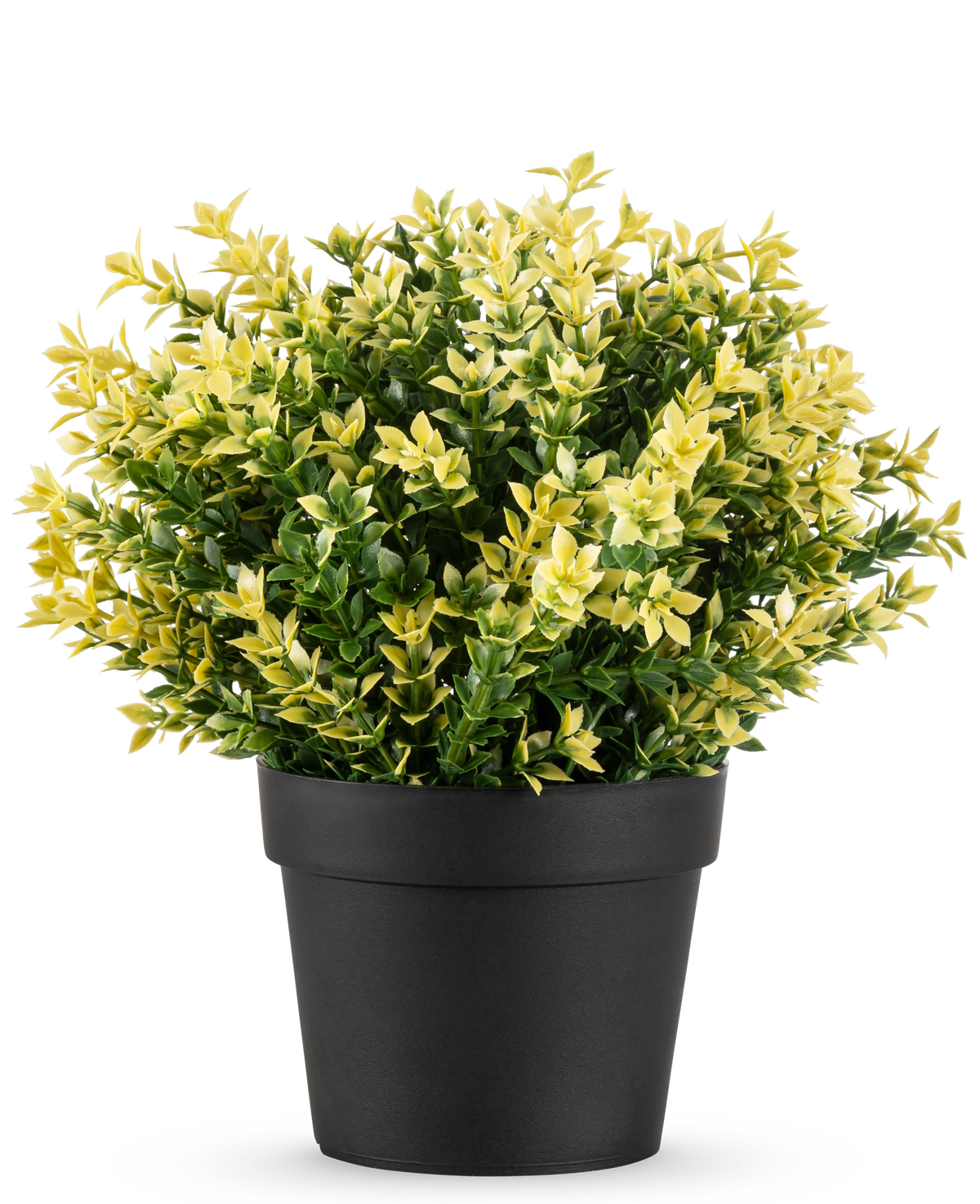 Den konstgjorda växten Buxus gul UV 22 cm UV är en liten krukväxt med täta gröna och gula blad i en enkel svart kruka, mot en vanlig vit bakgrund.