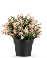 Artificiell buxbom rosa UV 22 cm har täta, små ljusrosa och gröna blad i en vanlig svart kruka, mot en vit bakgrund.