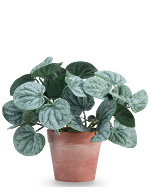 Den konstgjorda växten Rugose leaf 16 cm grön är en konstgjord växt med runda, gröna blad och ljusa silverfärgade ådror, presenterad i en rödbrun lerkruka mot en vanlig vit bakgrund.