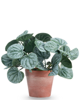 Den konstgjorda växten Rugose leaf 16 cm grön är en konstgjord växt med runda, gröna blad och ljusa silverfärgade ådror, presenterad i en rödbrun lerkruka mot en vanlig vit bakgrund.