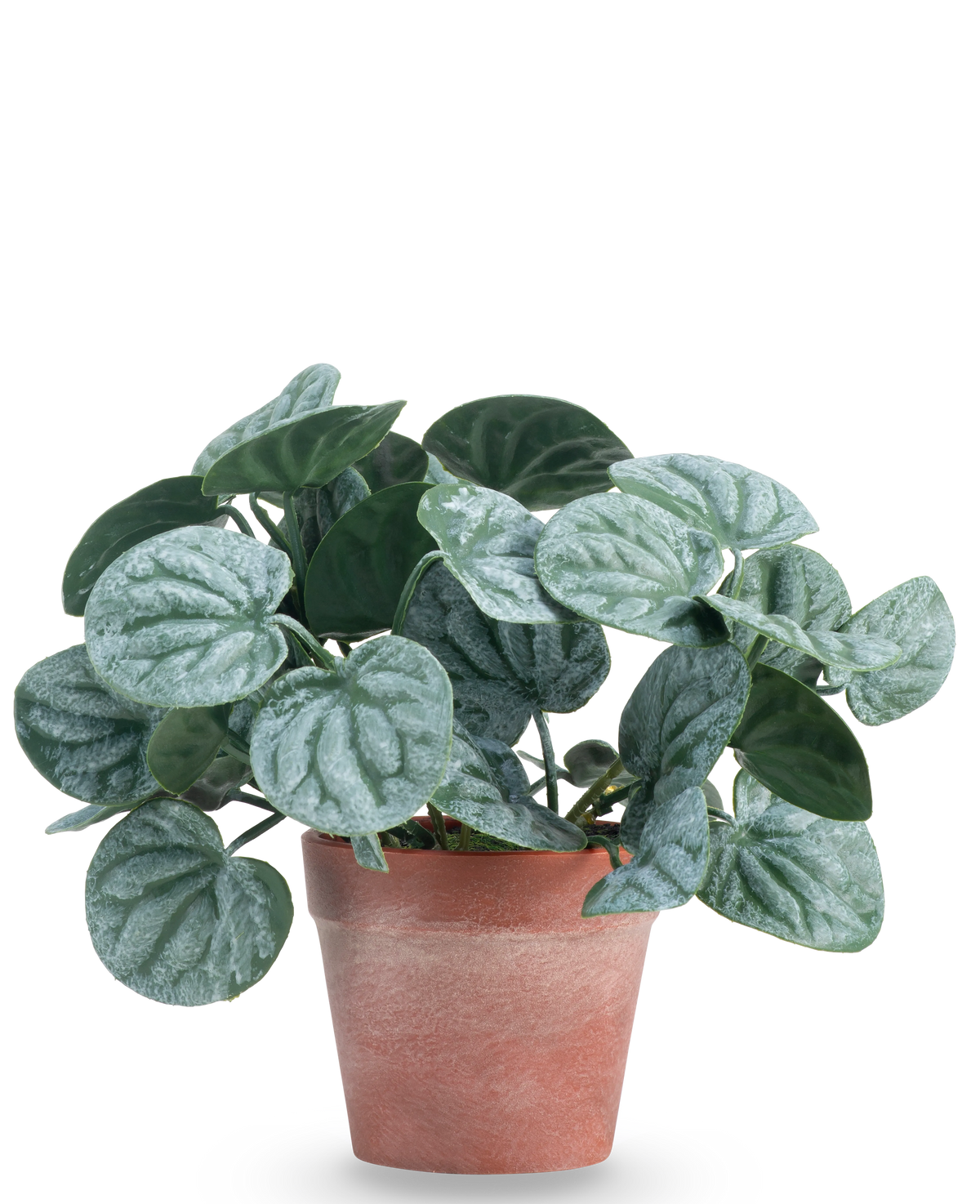 Den konstgjorda växten Rugose leaf 16 cm grön är en konstgjord växt med runda, gröna blad och ljusa silverfärgade ådror, presenterad i en rödbrun lerkruka mot en vanlig vit bakgrund.