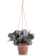 The Artificial Rugose Leaf (18 cm) är en konstgjord växt med runda, lummiga gröna blad i en rustik grå hängande kruka, hängd på en solbränd rephängare, mot en vanlig vit bakgrund.