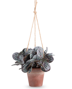The Artificial Rugose Leaf (18 cm) är en konstgjord växt med runda, lummiga gröna blad i en rustik grå hängande kruka, hängd på en solbränd rephängare, mot en vanlig vit bakgrund.