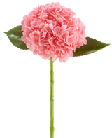 Den konstgjorda blomman Charlotte Hydrangea Real Touch mörkrosa är en konstgjord hortensiablomma på 55 cm lång, med en rund klase av mörkrosa kronblad och gröna blad på en lång stjälk, isolerad på en vit bakgrund.