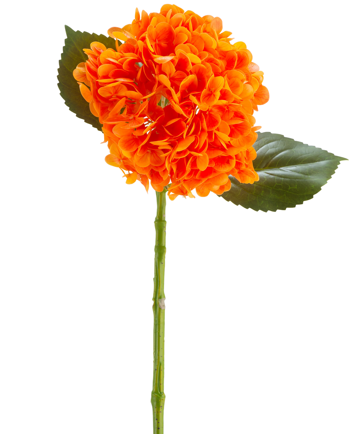 Den konstgjorda blomman Charlotte Hydrangea Real Touch orange 55 cm har en levande orange hortensiablomma med kronblad, en grön stjälk och två stora gröna blad mot en vit bakgrund.