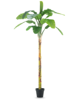 Den konstgjorda växten Bananträd 250 cm är ett högt konstgjort bananträd med breda gröna blad och en strukturerad stam, utställd i en liten svart kruka på en vanlig vit bakgrund.