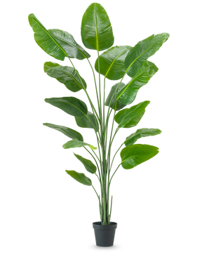 Den konstgjorda växten Strelitzia 240 cm real touch har stora, glänsande gröna blad i en svart kruka, mot en vanlig vit bakgrund.