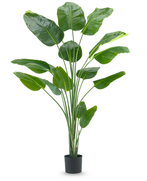 Den konstgjorda växten Strelitzia 210 cm real touch har långa, smala stjälkar och stora, glänsande gröna blad mot en vanlig vit bakgrund.