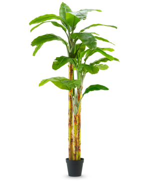 Det konstgjorda bananträdet 270 cm har breda gröna blad och gulgröna stjälkar i en liten svart kruka, mot en vanlig vit bakgrund.
