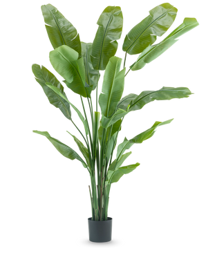 Konstgjorda växten Strelitzia Nicolai Deluxe 210 cm har långa, breda gröna blad i en enkel svart kruka på vit bakgrund. Denna tropiska konstgjorda växt ger alla rum en frodig, tropisk stil.