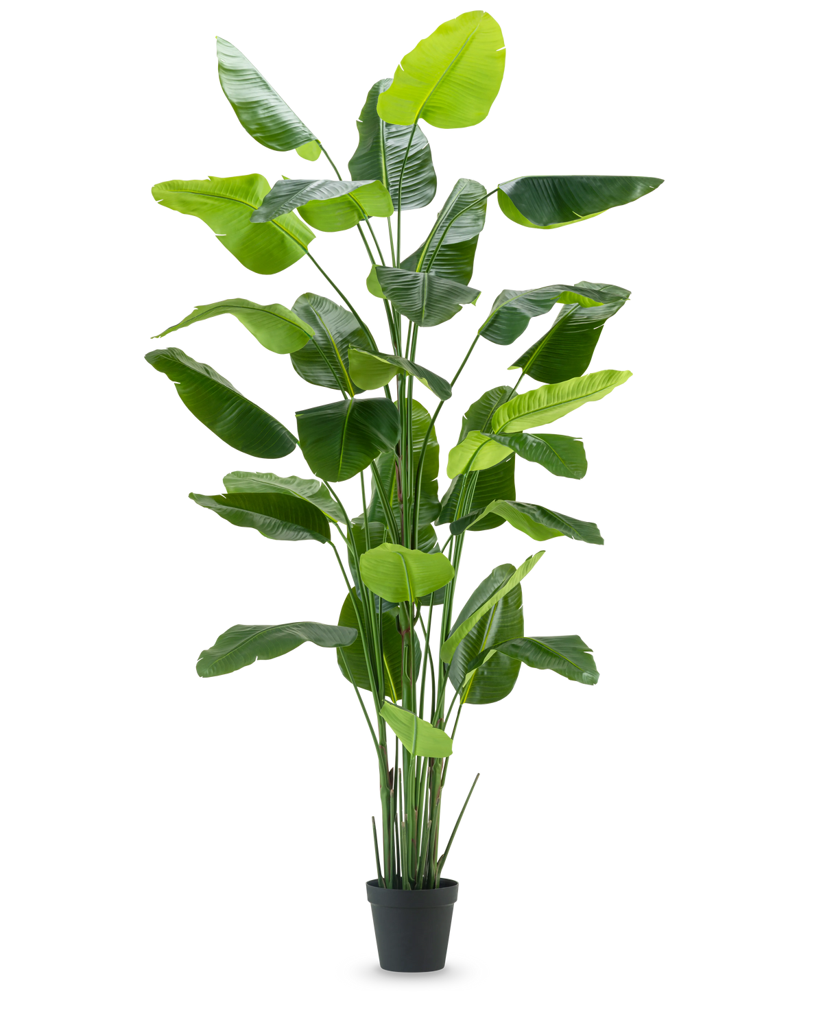 Den konstgjorda växten Strelitzia Real Touch Deluxe 300 cm är en hög konstgjord växt med långa, breda gröna blad i en svart kruka, avbildad mot en vanlig vit bakgrund.