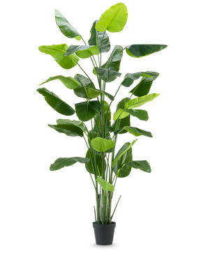 Den konstgjorda växten Strelitzia Real Touch Deluxe 300 cm är en hög konstgjord växt med långa, breda gröna blad i en svart kruka, avbildad mot en vanlig vit bakgrund.