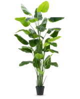 Den konstgjorda växten Strelitzia Real Touch Deluxe 300 cm är en hög konstgjord växt med långa, breda gröna blad i en svart kruka, avbildad mot en vanlig vit bakgrund.