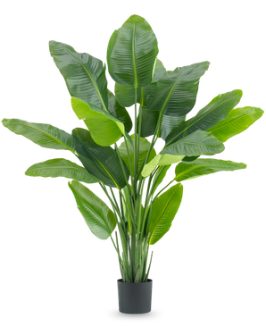 Den konstgjorda växten Strelitzia Real Touch Deluxe 180 cm är en hög konstgjord växt med stora, glänsande gröna blad som en tropisk paradisfågel, i en enkel svart kruka mot en vit bakgrund.