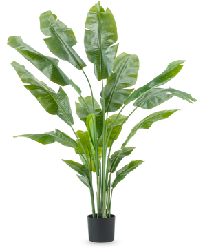 Konstgjord växt Strelitzia Nicolai Deluxe 180 cm med långa, breda gröna blad i en enkel svart kruka sticker ut mot en vanlig vit bakgrund - en slående krukväxt och stilren inredning för alla inredningar.