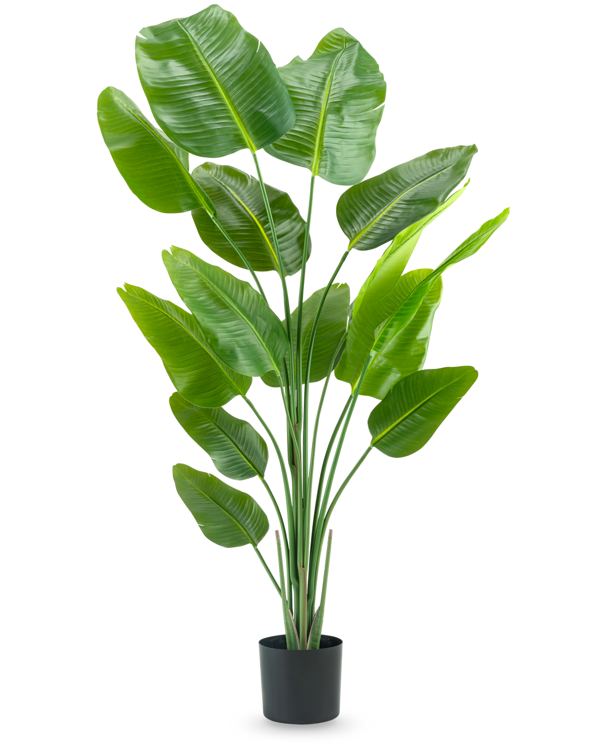 Den konstgjorda växten Strelitzia 180 cm real touch är en lång, grön konstgjord växt med långa stjälkar och stora, glänsande blad som liknar en paradisfågel, mot en vanlig vit bakgrund.