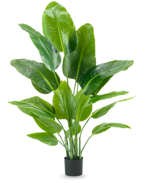 Konstgjorda växten Strelitzia Real Touch Deluxe 150 cm har höga stjälkar med stora, glänsande gröna blad, i en enkel svart kruka mot en vanlig vit bakgrund.