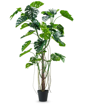 Den konstgjorda växten Monstera 240 cm är en hög konstgjord växt med flera gröna, kluvna blad och långa rankor i en svart kruka, placerad mot en vanlig vit bakgrund.