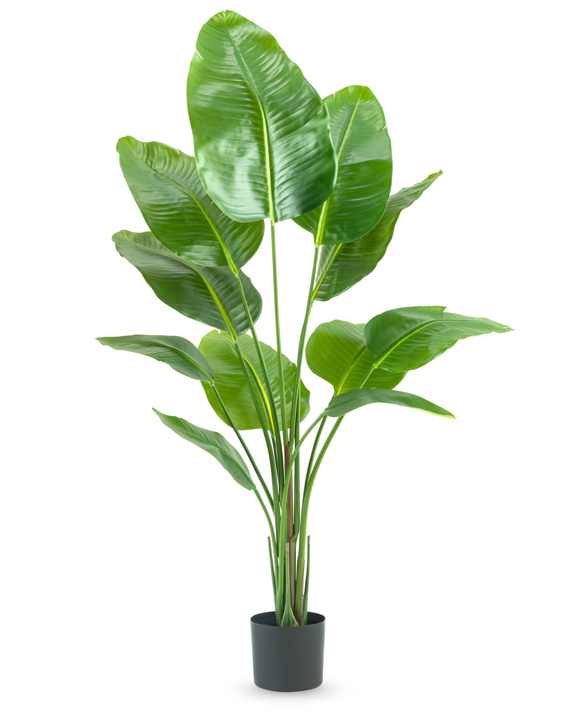 Den konstgjorda växten Strelitzia 150 cm real touch2 har stora, glänsande gröna blad med ett realistiskt "paradisfågel"-utseende och en realistisk finish, presenterad mot en vanlig vit bakgrund.