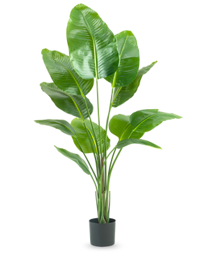 Den konstgjorda växten Strelitzia 150 cm real touch2 har stora, glänsande gröna blad med ett realistiskt "paradisfågel"-utseende och en realistisk finish, presenterad mot en vanlig vit bakgrund.