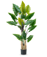 Den konstgjorda växten Calocasia 210 cm har långa, kraftiga stjälkar och stora gröna tropiska blad, arrangerade i en svart kruka mot en vanlig vit bakgrund.