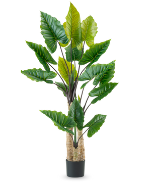 Den konstgjorda växten Calocasia 210 cm har långa, kraftiga stjälkar och stora gröna tropiska blad, arrangerade i en svart kruka mot en vanlig vit bakgrund.