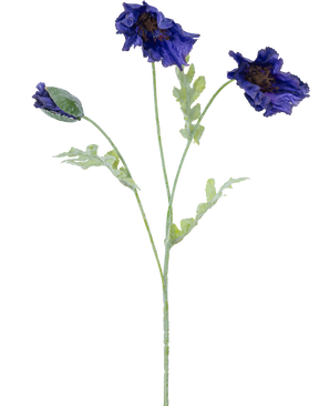 En botanisk illustration av konstgjorda blomvallmo 73 cm mörkblå visar tre ljusgröna stjälkar - två med volanger av mörkblå blommor och en med sluten knopp mot vit bakgrund.