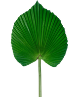 The Artificial Leaf 73 cm är ett konstgjort grönt palmblad med en solfjäderformad, veckad design med en lång stjälk, mot en vanlig vit bakgrund.