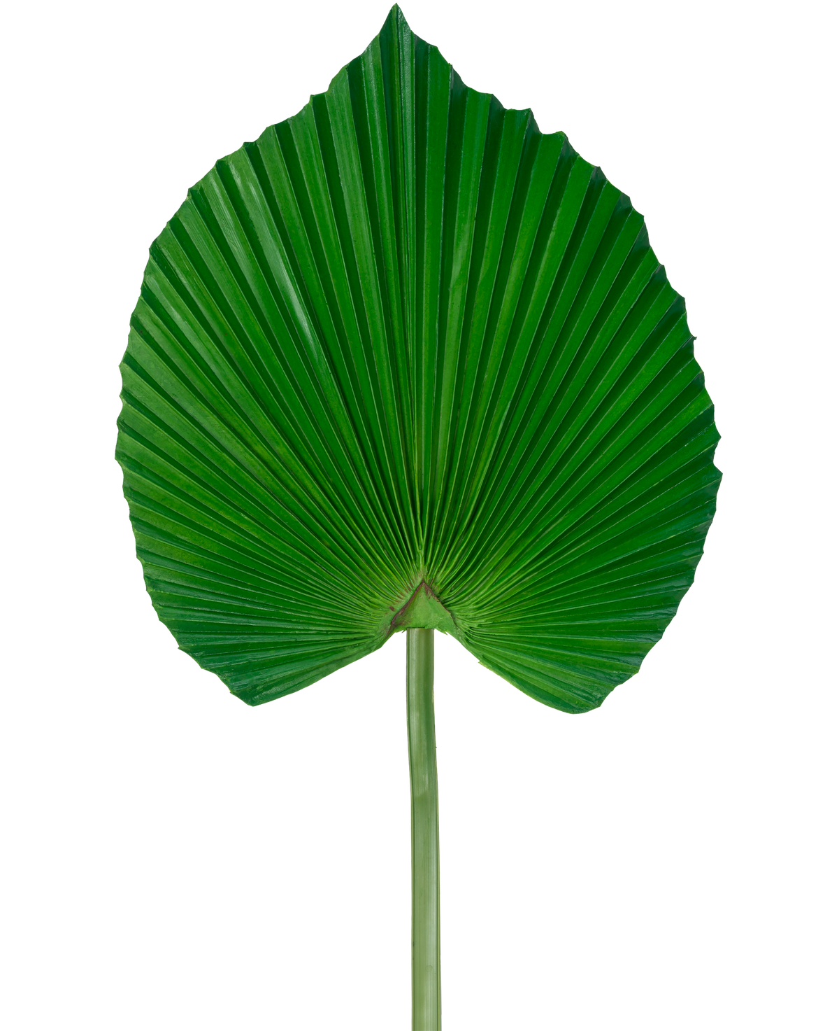 The Artificial Leaf 73 cm är ett konstgjort grönt palmblad med en solfjäderformad, veckad design med en lång stjälk, mot en vanlig vit bakgrund.