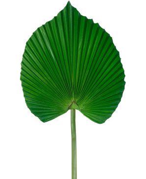 The Artificial Leaf 73 cm är ett konstgjort grönt palmblad med en solfjäderformad, veckad design med en lång stjälk, mot en vanlig vit bakgrund.