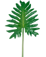 En artificiell bladfilodendron 68 cm, med ett stort grönt tropiskt blad med djupa, oregelbundna flikar och en lång central stjälk, visas mot en vanlig vit bakgrund.