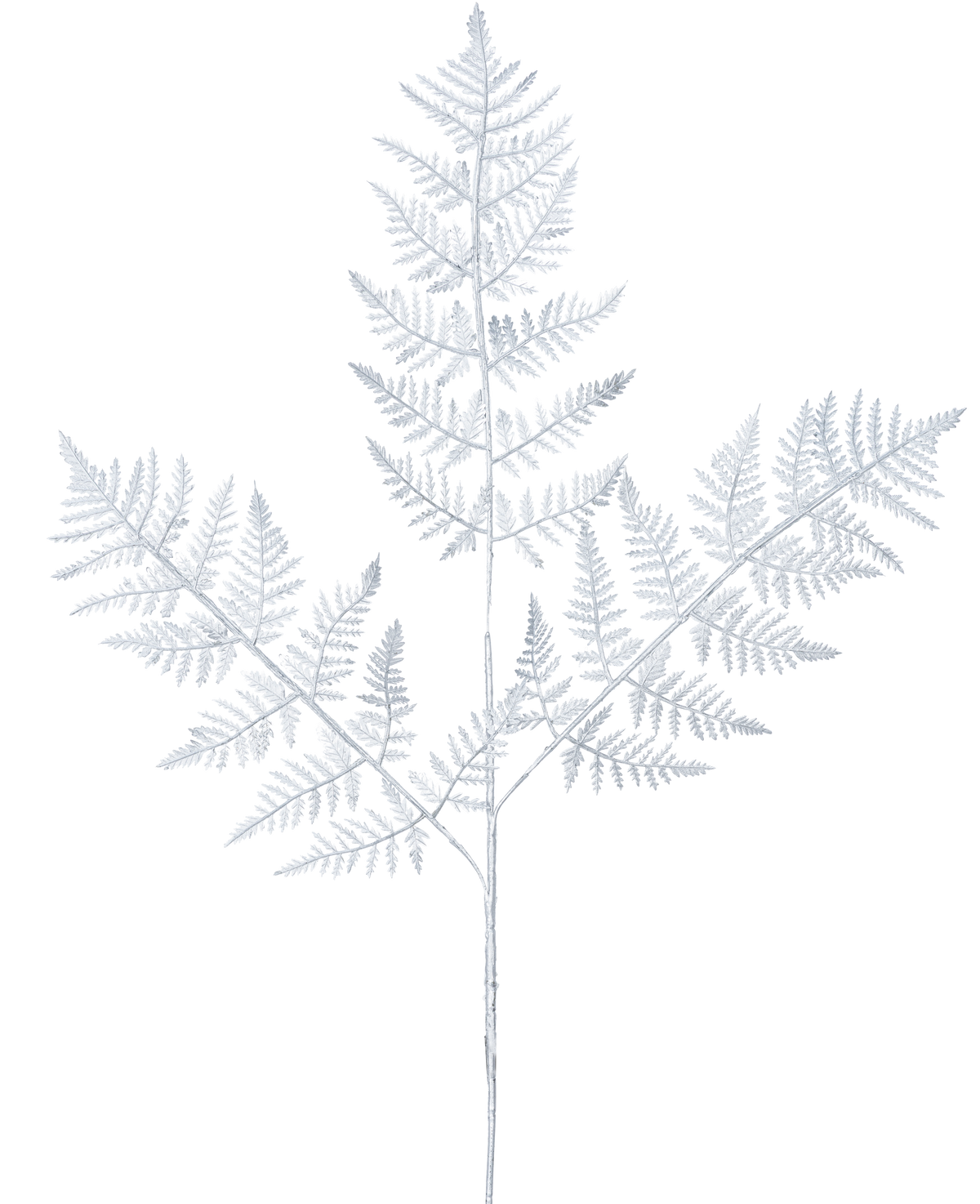 Artificiell grenormbunke 78 cm silver har ett delikat, ljusgrå ormbunksblad med tre huvudgrenar av fint detaljerade löv mot en vanlig vit bakgrund.