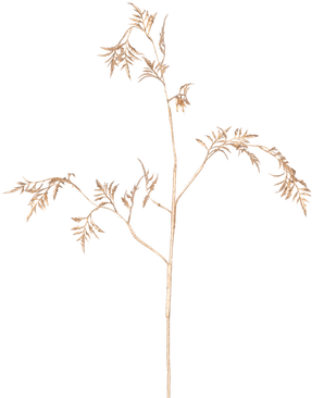 Artificiell gren Fern Mini 75 cm guld har känsliga, ljusbruna stjälkar med tunna, fjäderlika löv som förgrenar sig mot en vanlig vit bakgrund.
