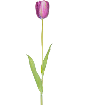 En konstgjord blomma fransk tulpan 60 cm lila, en enda lila tulpan med gröna blad och en lång stjälk, isolerad på en vit bakgrund.