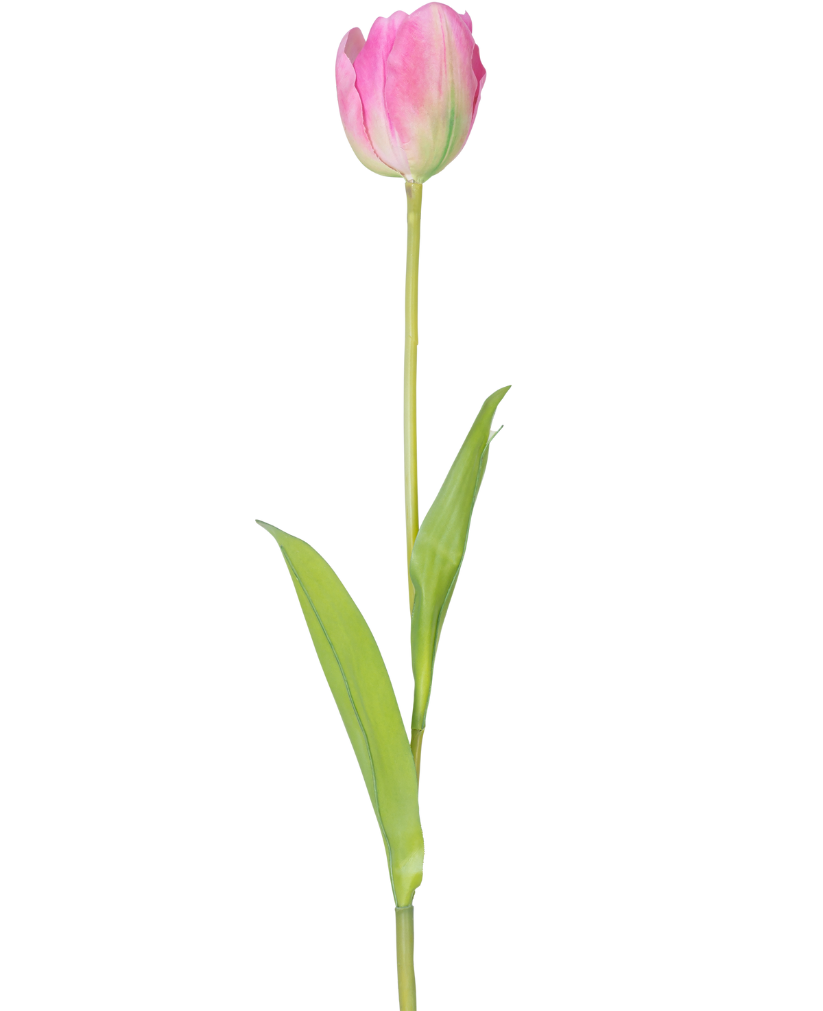 En enda konstgjord blomma fransk tulpan 63 cm rosa med en lång grön stjälk och två gröna blad, isolerade på en vit bakgrund.