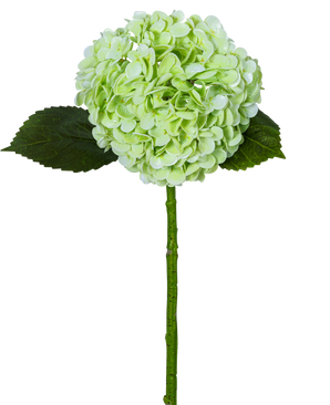 Artificiell hortensia "Annabelle" Real Touch Green 55cm har en enda ljusgrön hortensiablomma med en rund klase, två mörkgröna blad och en lång stjälk, allt isolerat på en vit bakgrund.