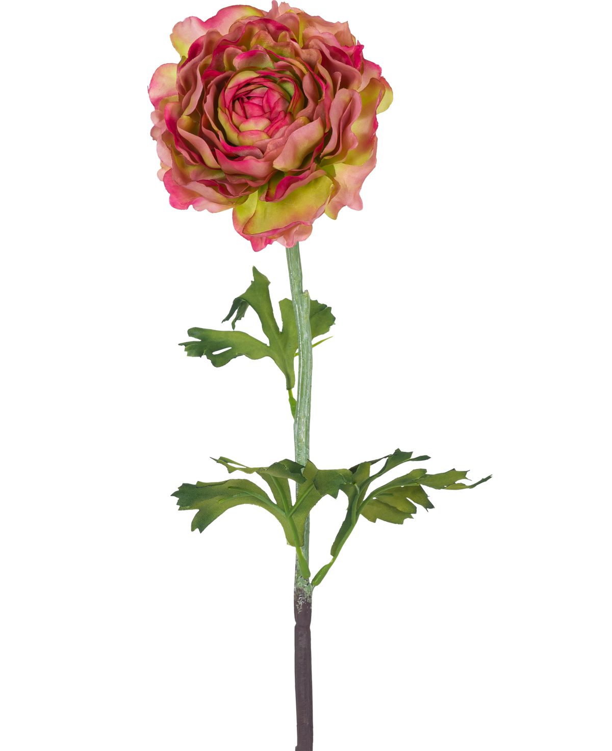 Den konstgjorda blomman Ranunculus 51 cm rosa/grön är en enda konstgjord ranunculus med rosa och gröna kronblad, gröna blad och en lång stjälk, mot en vit bakgrund.