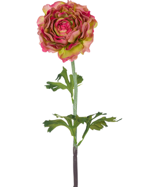 Den konstgjorda blomman Ranunculus 51 cm rosa/grön är en enda konstgjord ranunculus med rosa och gröna kronblad, gröna blad och en lång stjälk, mot en vit bakgrund.