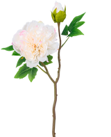 En enda stjälk av konstgjord blompion 50 cm vit har en stor, vit pionblomma i full blom, en sluten knopp och gröna blad mot en vanlig vit bakgrund.