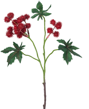 Den konstgjorda grenen Ricinus 43 cm vinröd har en gren av en ricinoljeväxt med taggiga vinröda fröskidor och stora, gröna, stjärnformade blad på vit bakgrund.