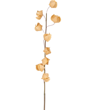 En Artificiell Physalis Lampion blomma 90 cm brun med en enda hög stjälk och flera torkade, bruna, papperslika skal utspridda längs dess längd, mot en vanlig vit bakgrund.
