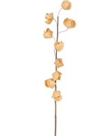 En Artificiell Physalis Lampion blomma 90 cm brun med en enda hög stjälk och flera torkade, bruna, papperslika skal utspridda längs dess längd, mot en vanlig vit bakgrund.