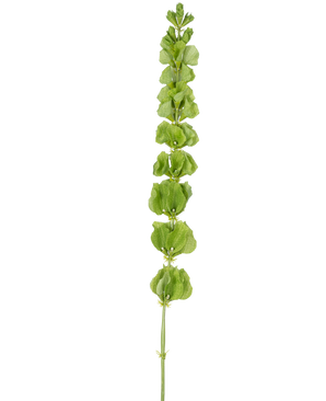 De konstgjorda blomklockorna från Irland 98 cm har en enda upprätt grön stjälk med flera runda gröna blad eller högblad jämnt fördelade längs sin längd, på en vanlig vit bakgrund.