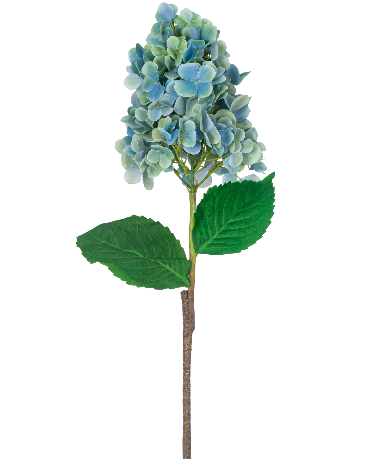 En enda stjälk av artificiell hortensia 93 cm blå med blå och gröna hortensiablommor med frodiga gröna blad, isolerade på en vit bakgrund.