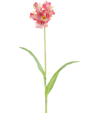 En Artificiell Blomma Fransk Parakit Tulpan 76 cm i rött/gult med volanger på kronbladen, en lång grön stjälk och två långsträckta gröna blad, mot vit bakgrund.