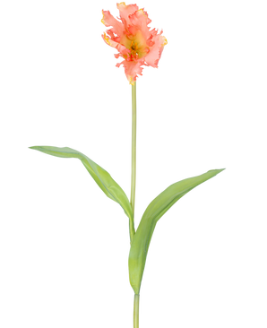 En enkel konstgjord blomma fransk parakittulpan 76 cm korall med volanger av rosa och gula kronblad och två långa gröna blad på en lång stjälk, mot en vanlig vit bakgrund.