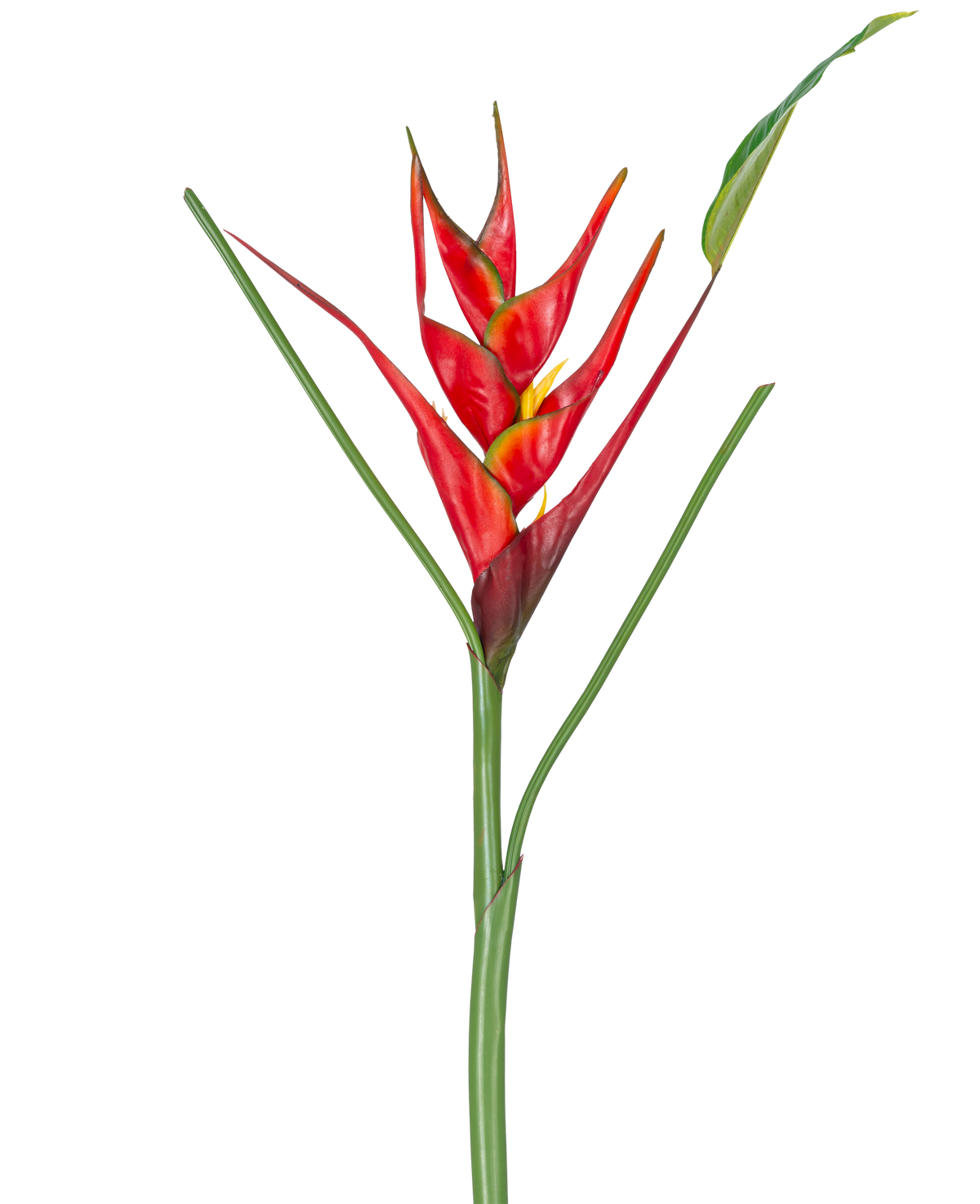 Den konstgjorda blomman Heliconia 90 cm röd har en enda konstgjord Heliconia-blomma med livfulla röda och gula högblad på en lång grön stjälk, komplett med smala blad, perfekt att visa mot en vit bakgrund.