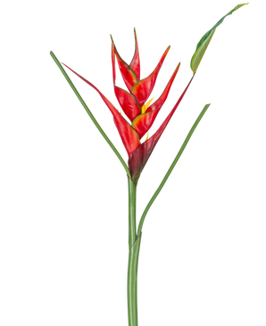 Den konstgjorda blomman Heliconia 90 cm röd har en enda konstgjord Heliconia-blomma med livfulla röda och gula högblad på en lång grön stjälk, komplett med smala blad, perfekt att visa mot en vit bakgrund.